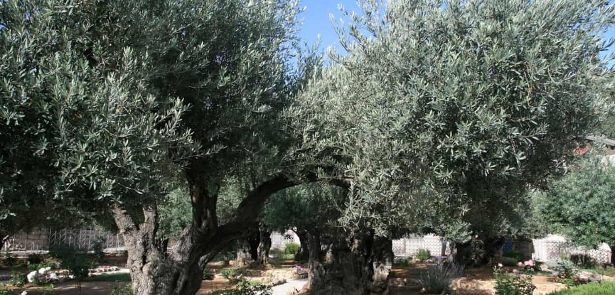 Le piante di ulivo nel parco del Santuario del Getsemani a Paestum, nel contesto naturalistico del Golfo di Salerno